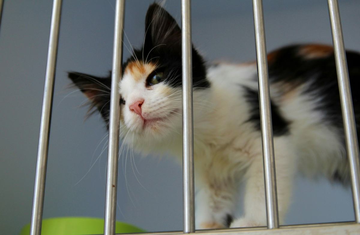 A calico cat standing behind cage bars at a shelter
