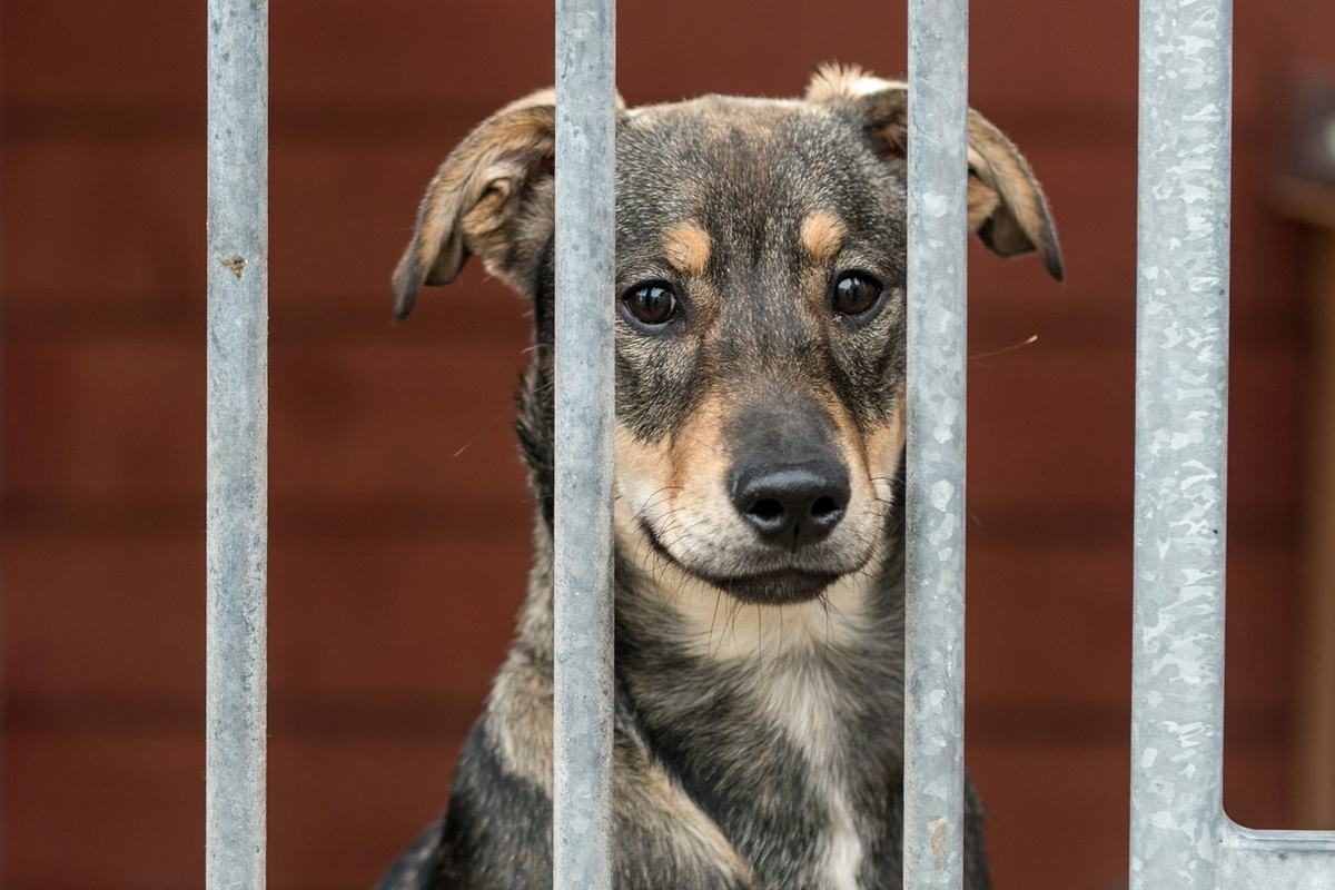 A shelter dog sitting behind the bars of a kennel