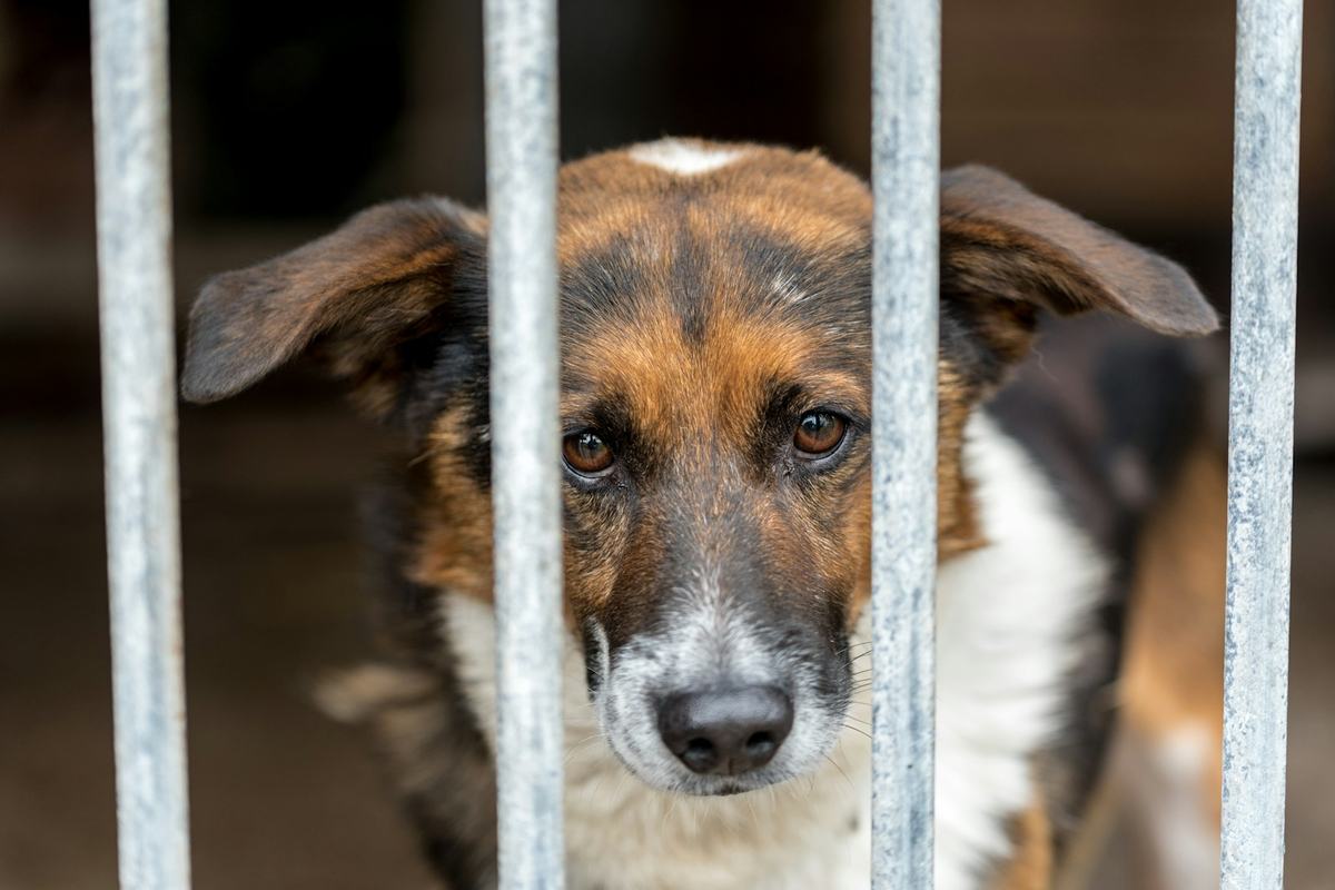 A brown and white shelter dog looking out from behind a metal fence