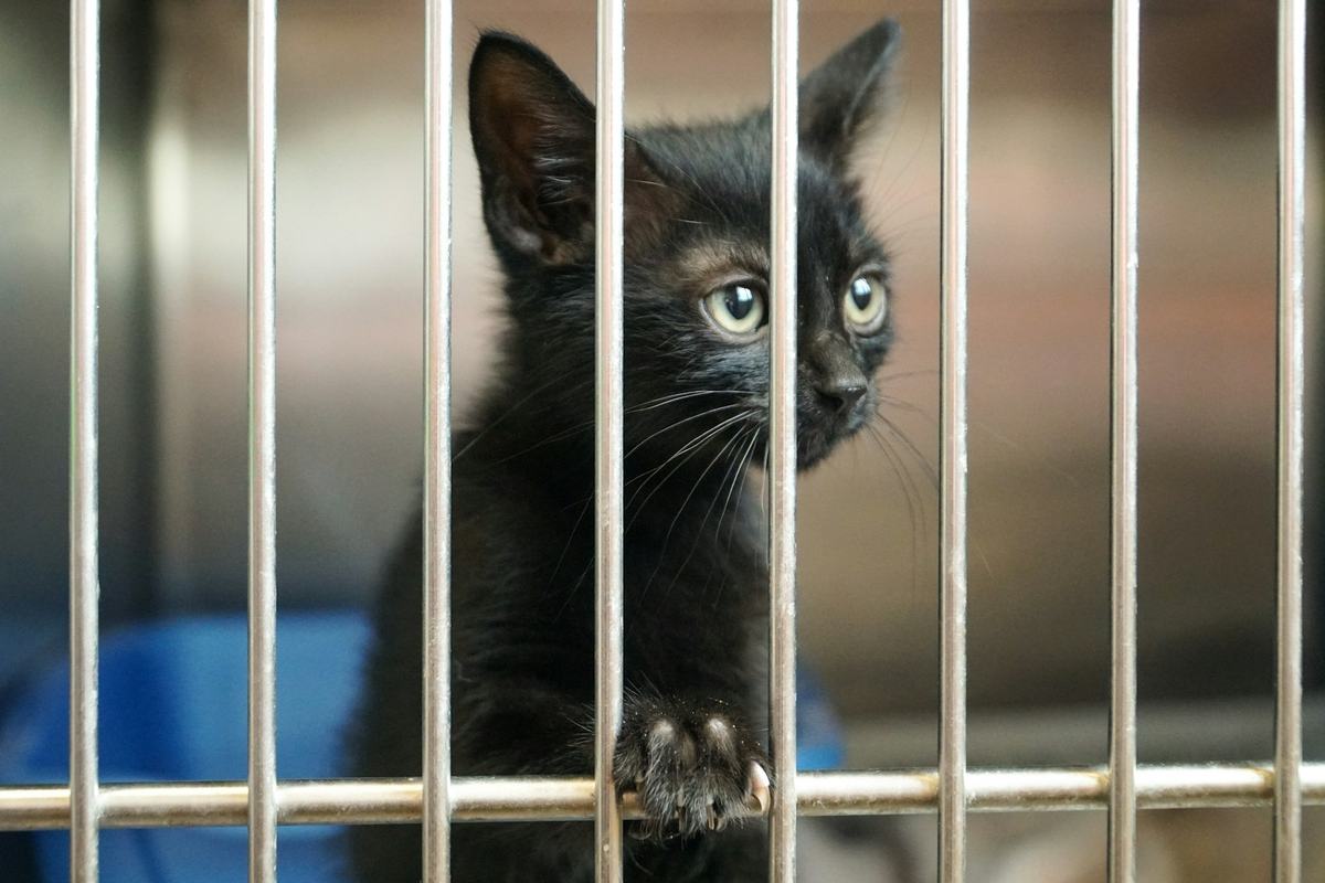 A black kitten looking out through the bars of a shelter cage